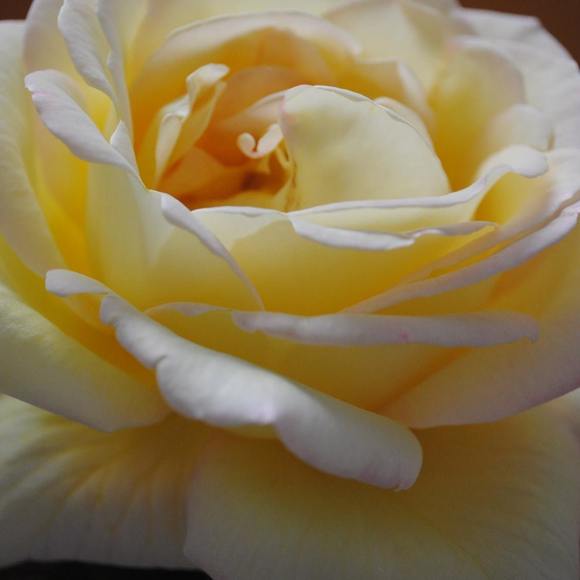 Meet your Posher, Jacqueline - Picture 1 of 6